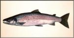 Atlantic Salmon.jpg 29KB